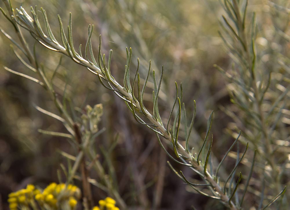 Image of Helichrysum italicum specimen.