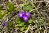 Primula auriculata