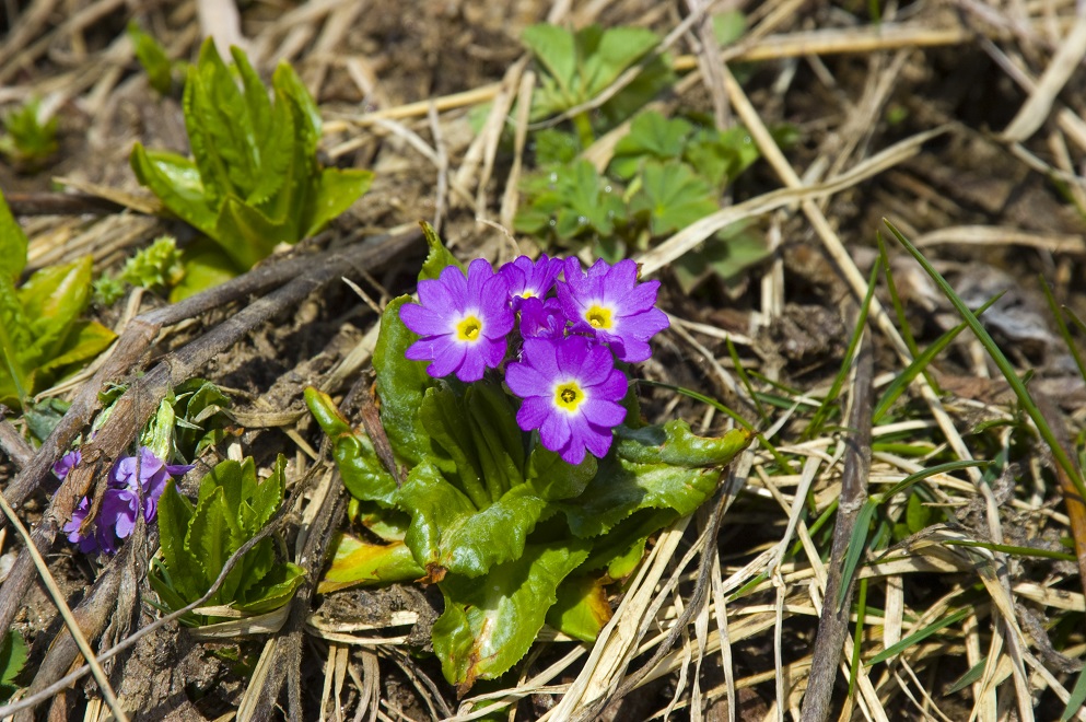 Image of Primula auriculata specimen.