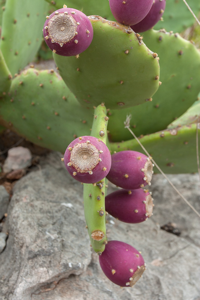 Image of Opuntia stricta specimen.