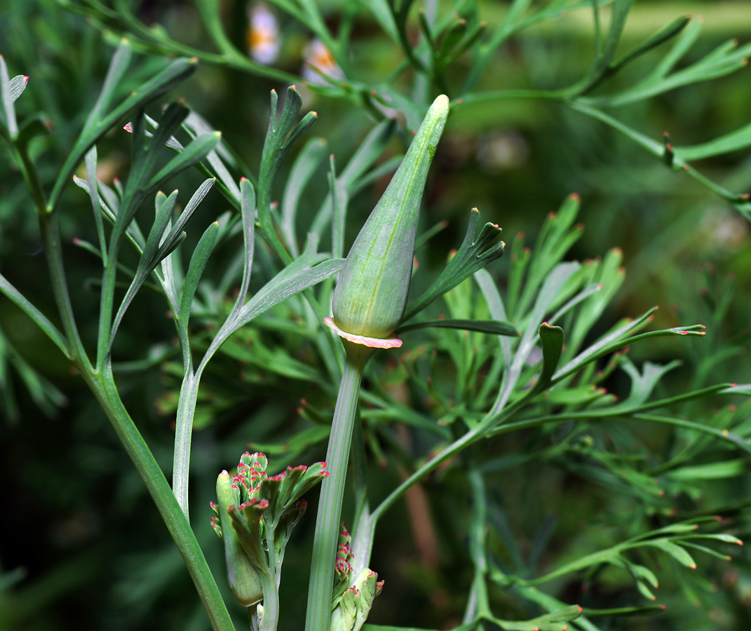 Image of Eschscholzia californica specimen.