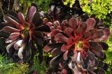 Aeonium arboreum разновидность atropurpureum. Верхушка вегетирующего растения. США, Калифорния, Сан-Франциско, ботанический сад. 28.02.2014.