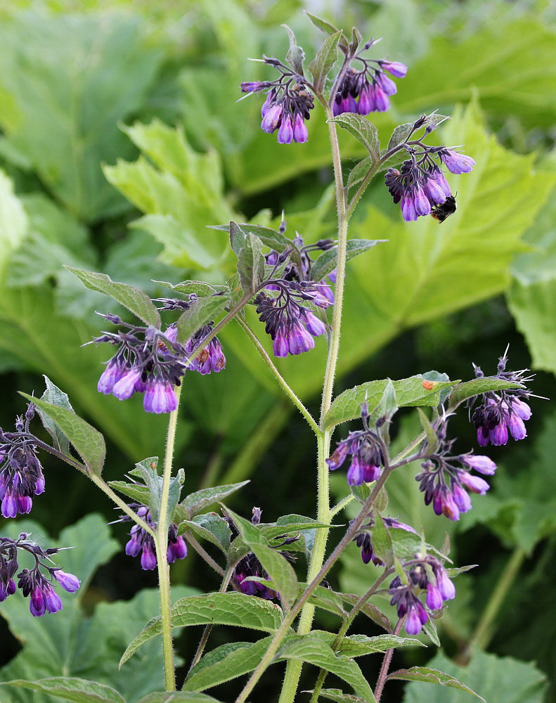 Image of Symphytum officinale specimen.