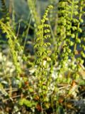 Woodsia glabella