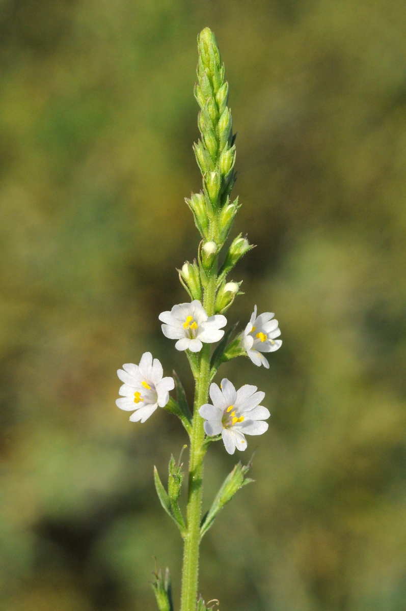 Image of Leptorhabdos parviflora specimen.