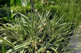 Dianella tasmanica