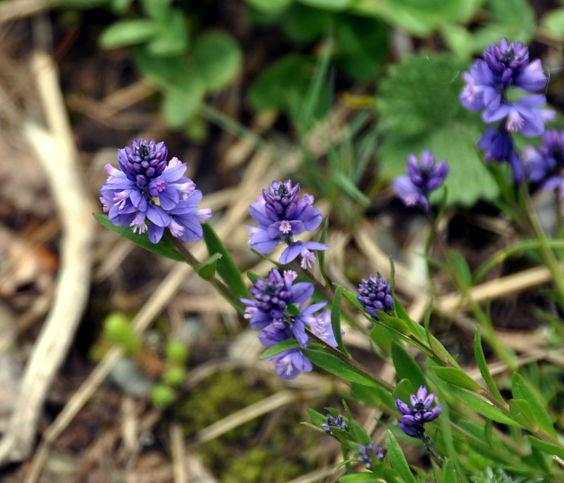 Image of Polygala alpicola specimen.