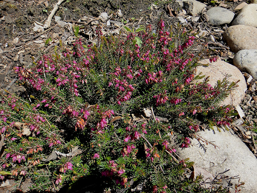 Image of Erica carnea specimen.