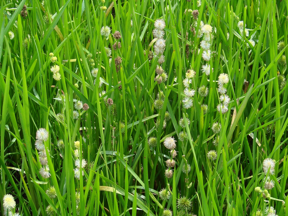 Image of Sparganium emersum specimen.