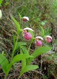 Cypripedium guttatum. Цветущие растения. Якутия (Саха), Алданский р-н, окр. по. Тобук, на скалах на берегу р. Алдан. 16.06.2012.