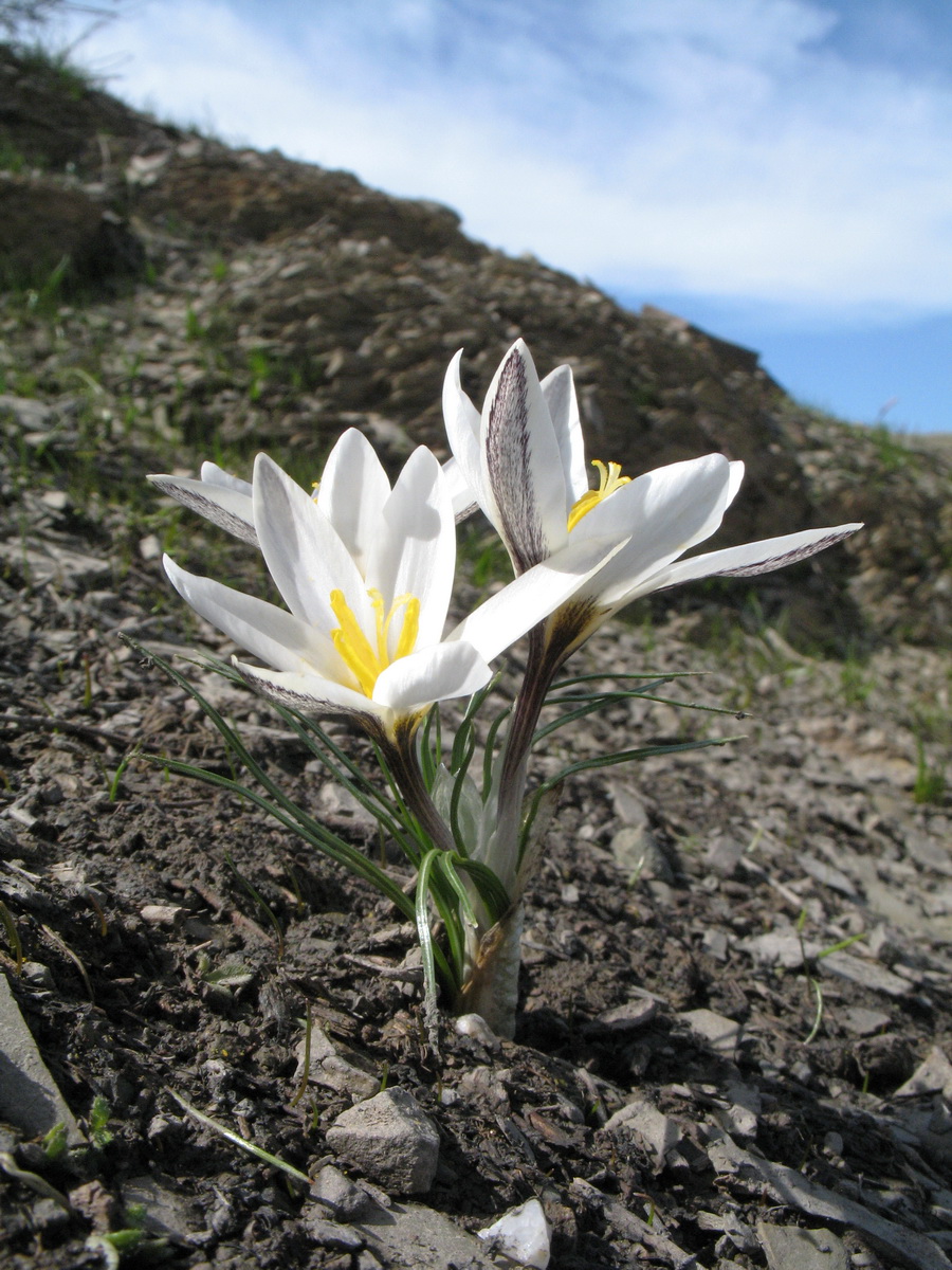 Image of Crocus alatavicus specimen.