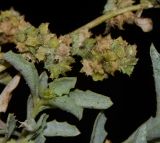 Atriplex semilunaris. Верхушка побега с соцветием и соплодия. Испания, автономное сообщество Канарские острова, остров Фуэртэвентура, провинция Лас Пальмас, муниципалитет Ла Олива, пос. Эль Котильо, пустырь. 12.03.2016.