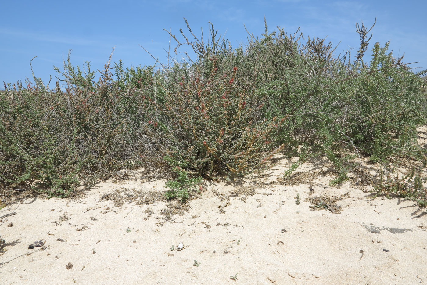 Изображение особи Salsola vermiculata.