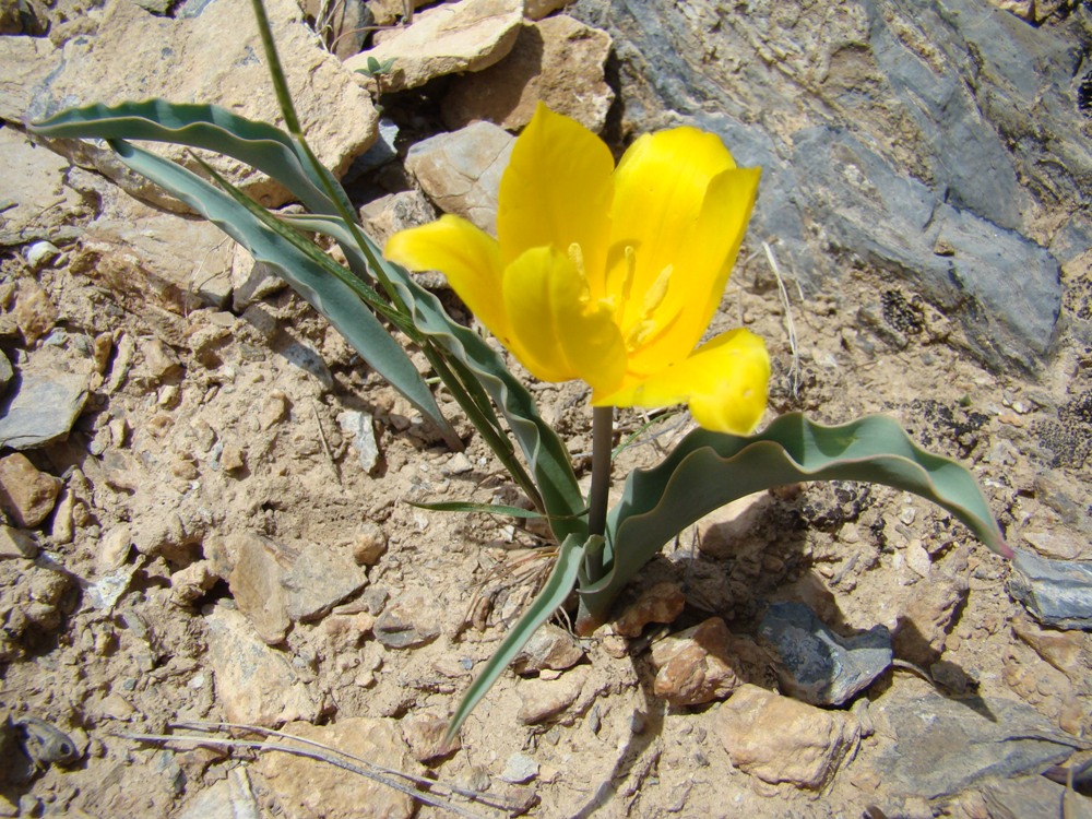 Image of Tulipa talassica specimen.