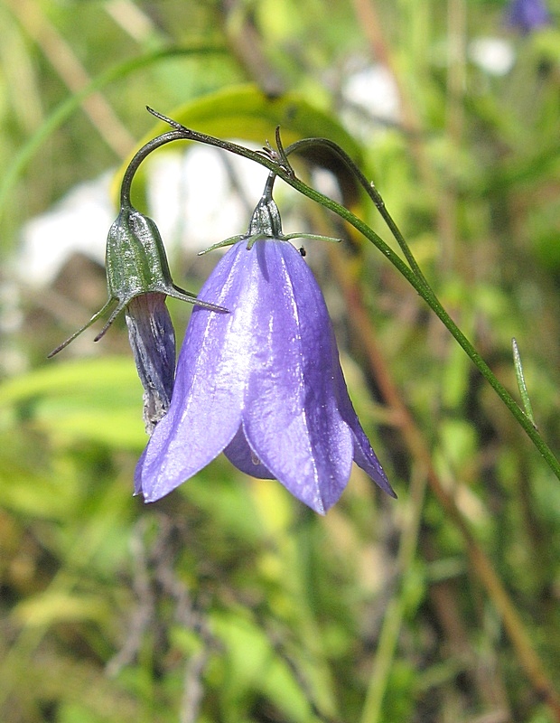 Изображение особи Campanula rotundifolia.