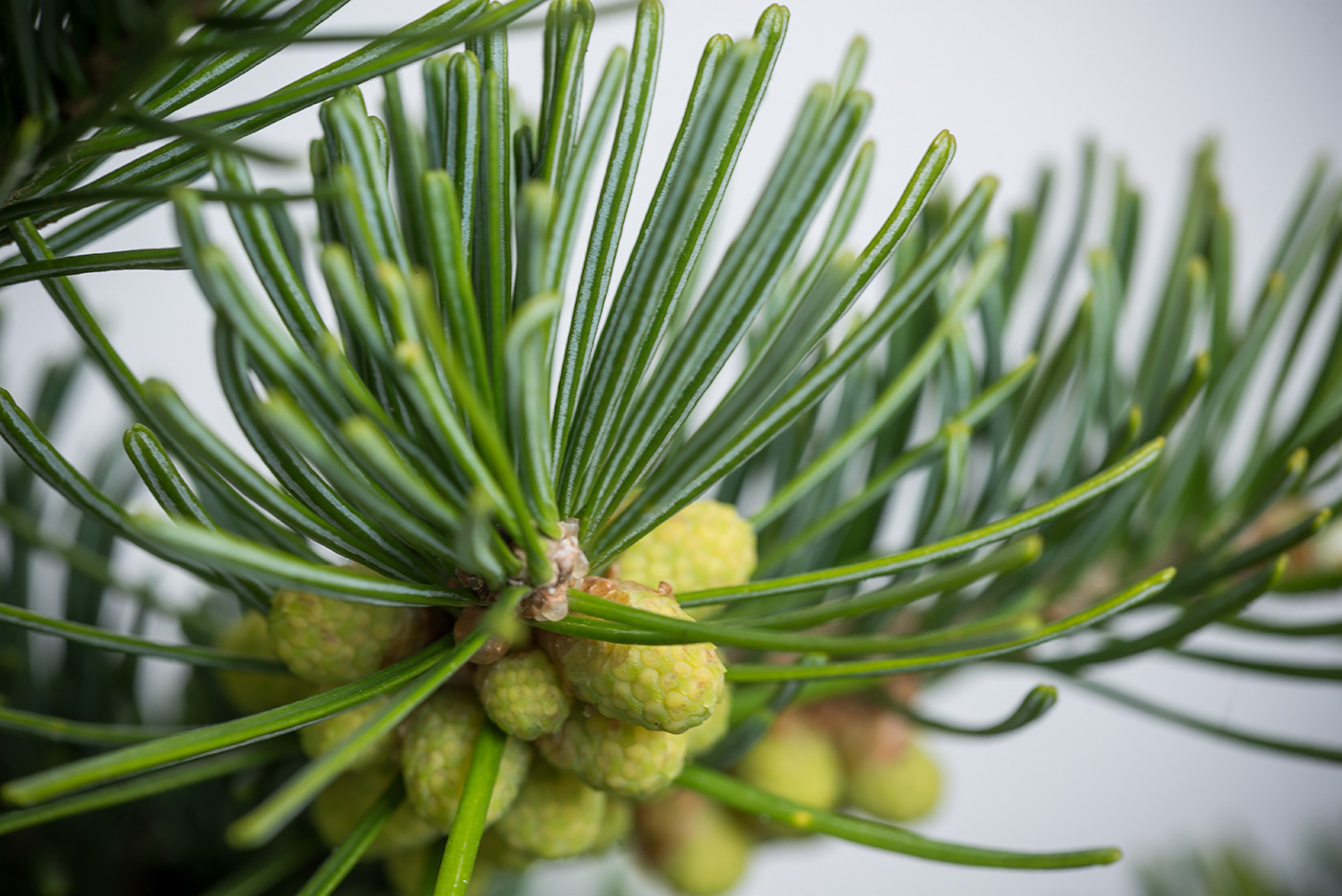 Image of Abies sibirica specimen.