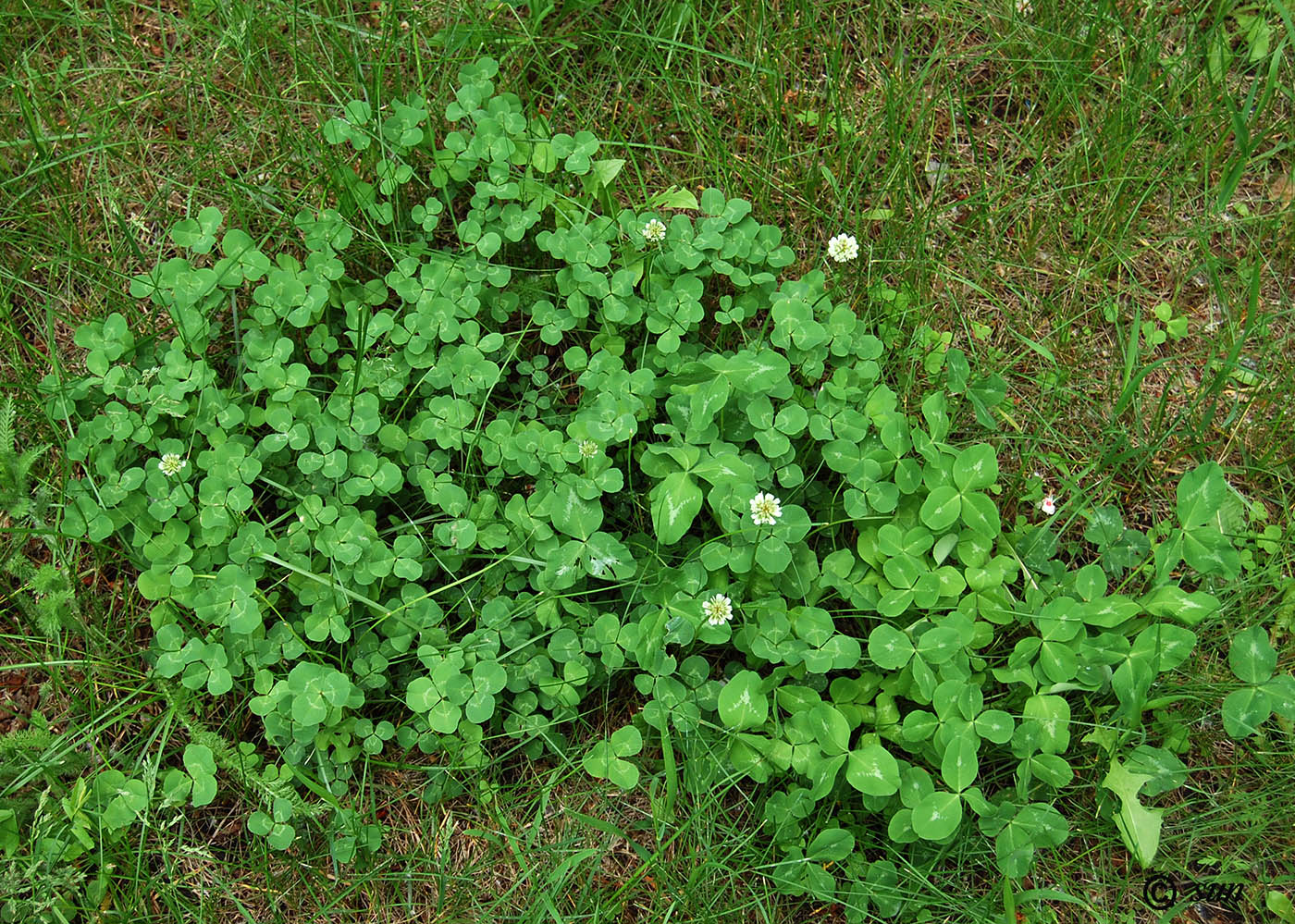 Image of Trifolium repens specimen.