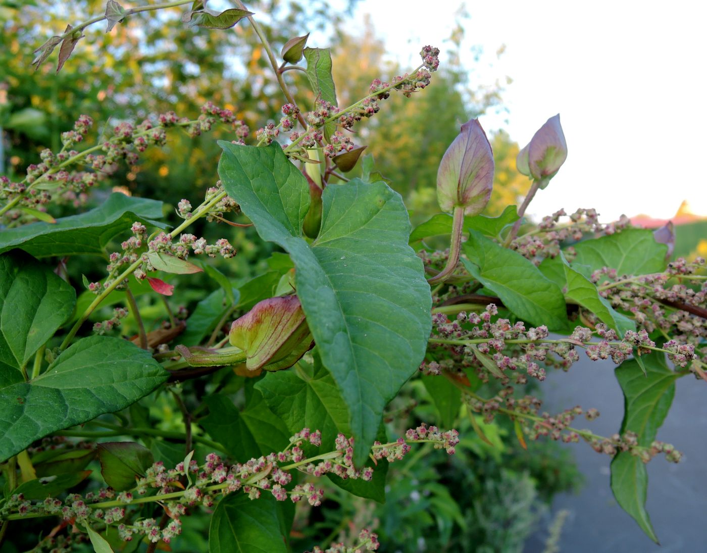 Image of Calystegia inflata specimen.