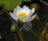 Nymphaea candida. Цветок и бутон. Московская обл., Раменский р-н, окр. дер. Хрипань, садовый участок. 17.06.2016.