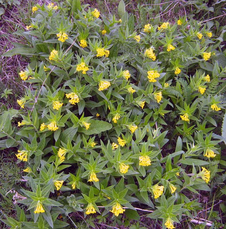 Image of Ulugbekia tschimganica specimen.