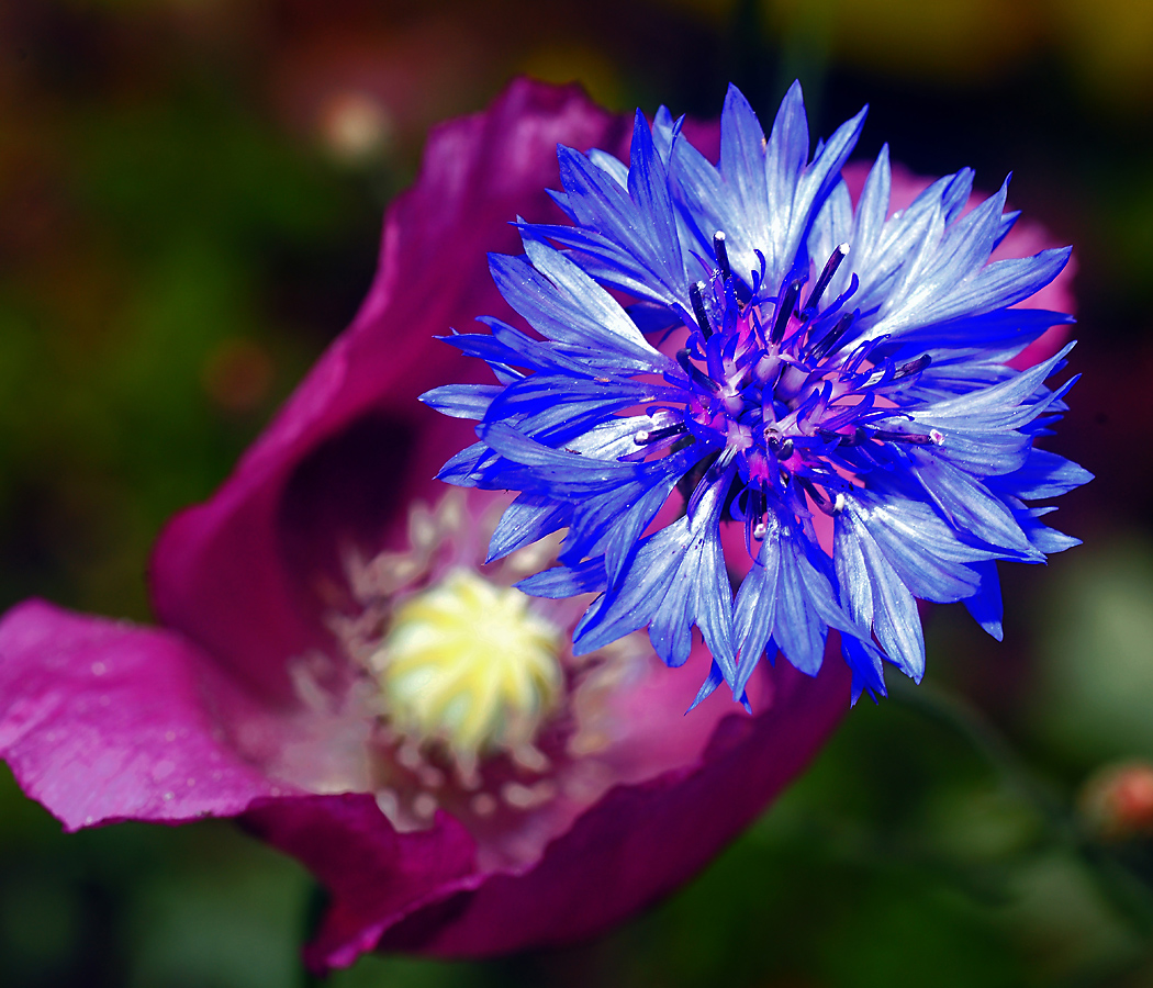 Image of Centaurea cyanus specimen.