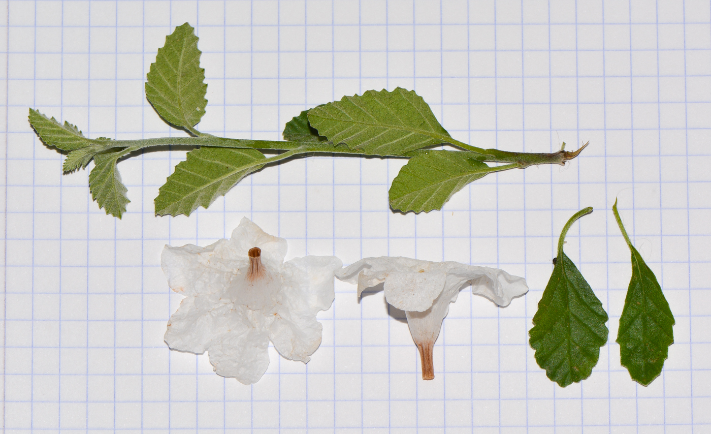 Image of Cordia parvifolia specimen.