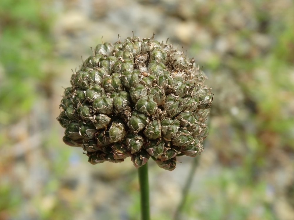 Image of Allium prokhanovii specimen.