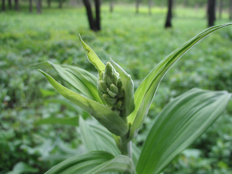 Image of genus Veratrum specimen.