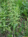 Equisetum sylvaticum