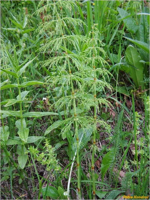 Изображение особи Equisetum sylvaticum.