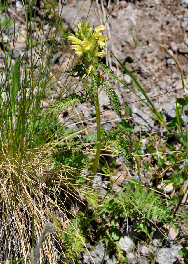 Изображение особи Pedicularis sibthorpii.