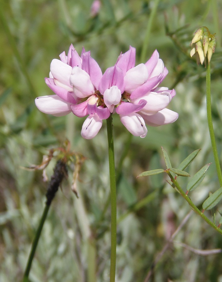 Image of Securigera varia specimen.