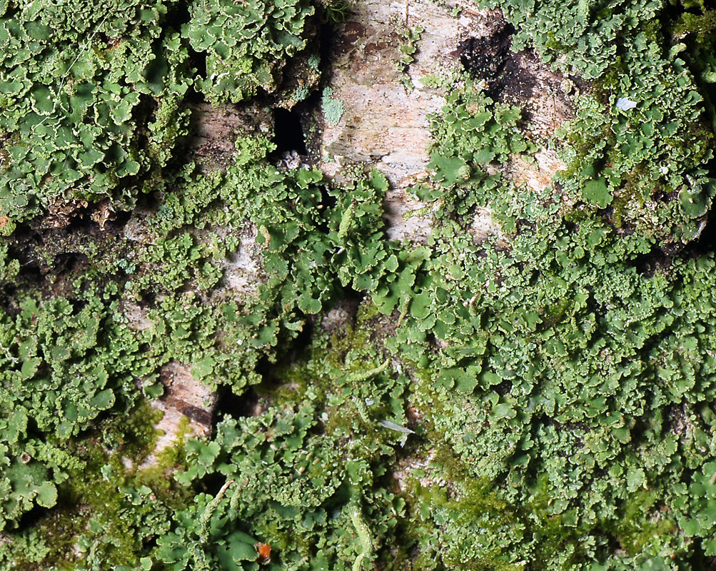 Изображение особи род Cladonia.