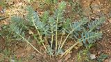 Euphorbia myrsinites. Вегетирующее растение. Южный берег Крыма, г. Алупка, в культуре. 24 августа 2014 г.