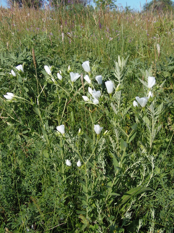 Image of Linum hirsutum specimen.