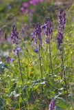 Смотреть изображение Aconitum leucostomum