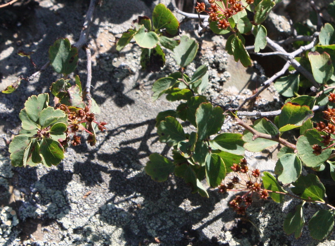 Image of Spiraea trilobata specimen.