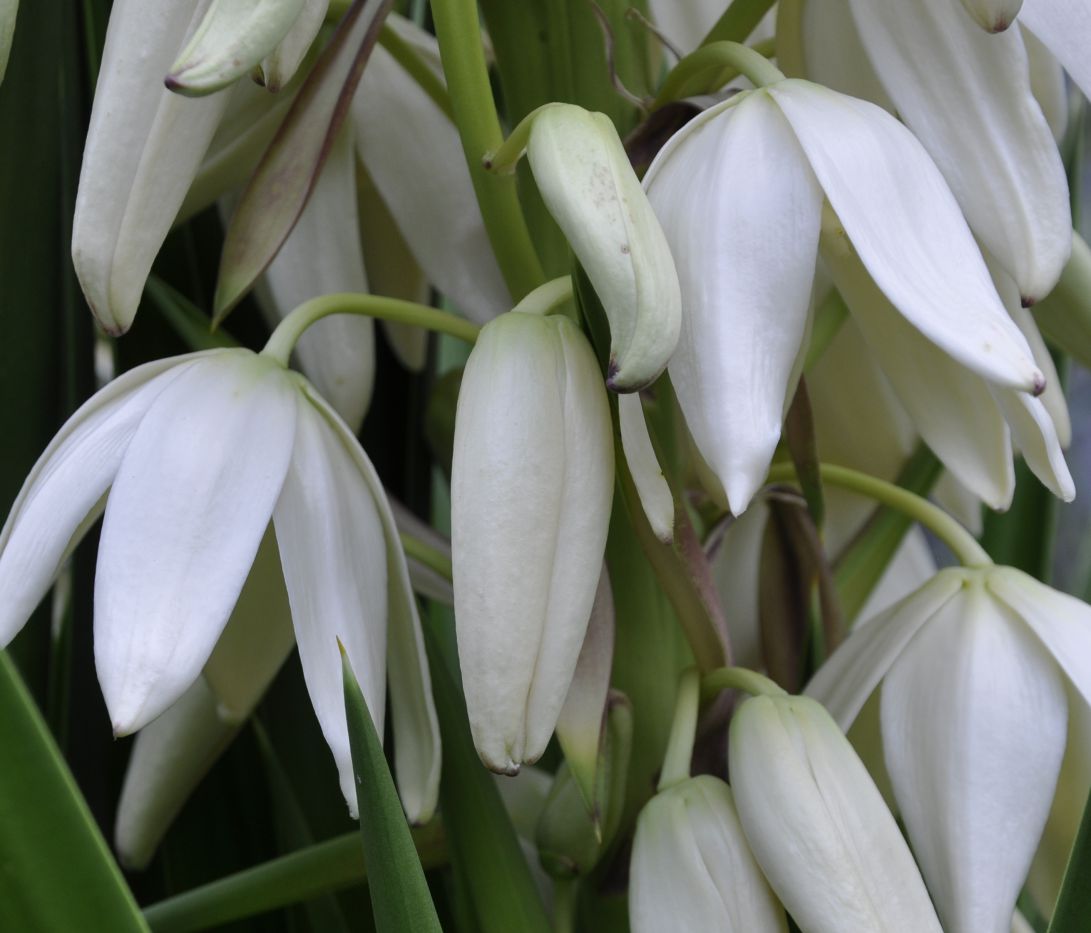 Image of genus Yucca specimen.