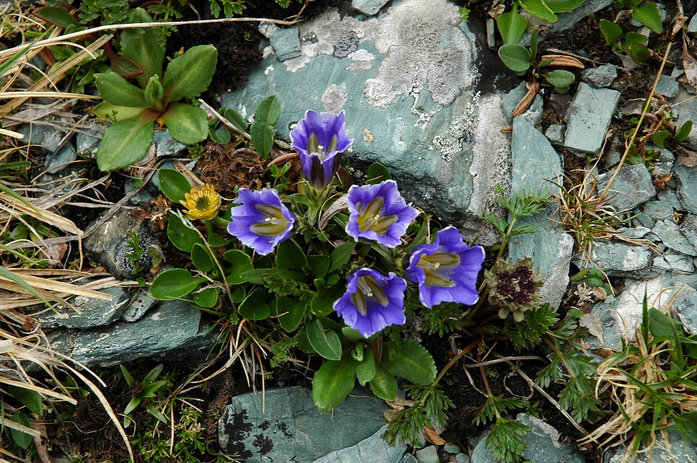 Изображение особи Gentiana grandiflora.