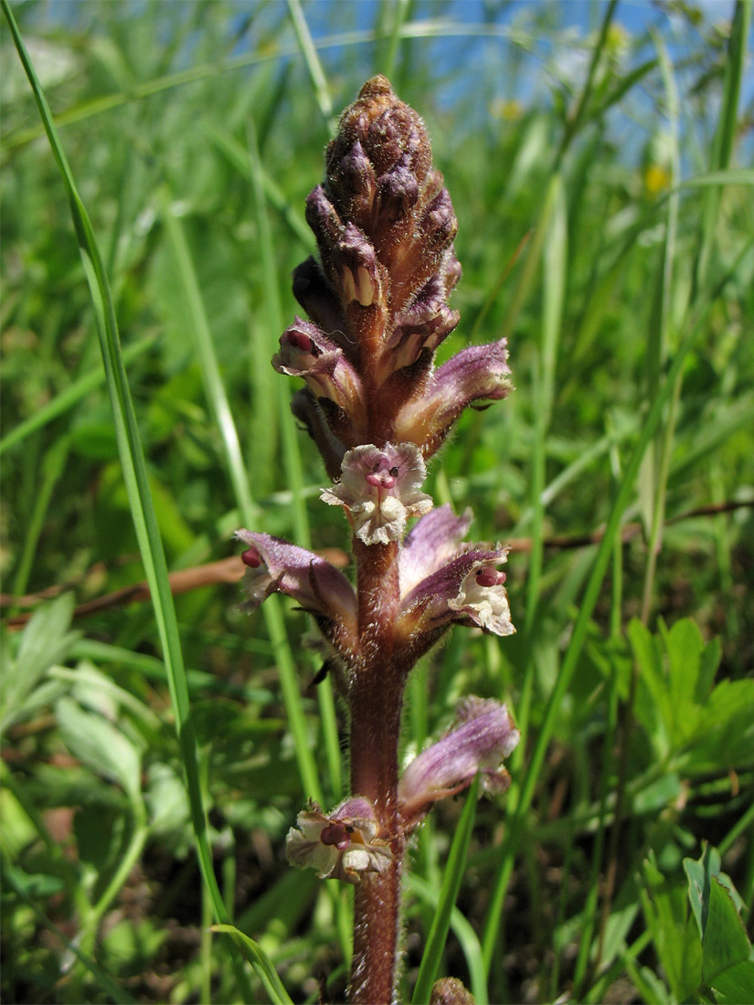 Image of Orobanche minor specimen.