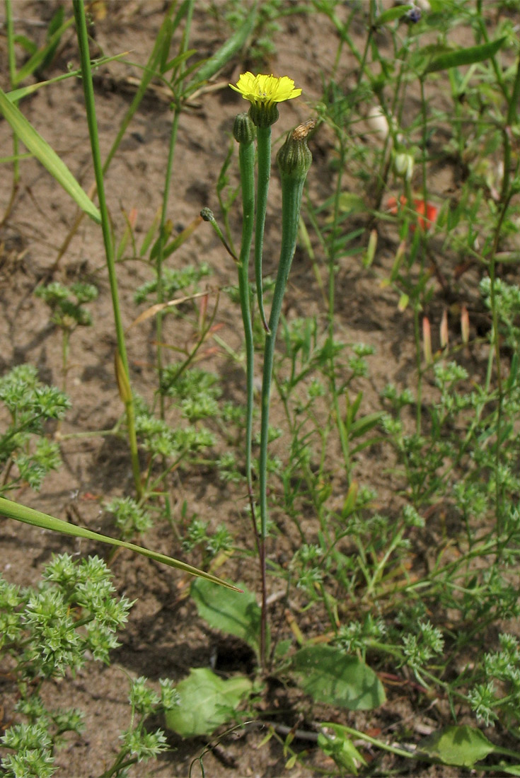 Image of Arnoseris minima specimen.