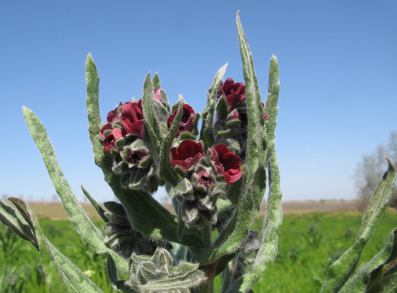 Изображение особи Cynoglossum officinale.