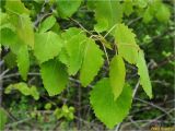 Populus tremula