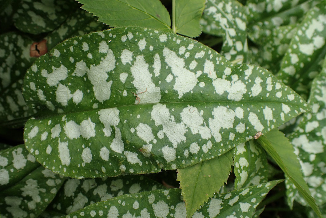 Image of Pulmonaria officinalis specimen.