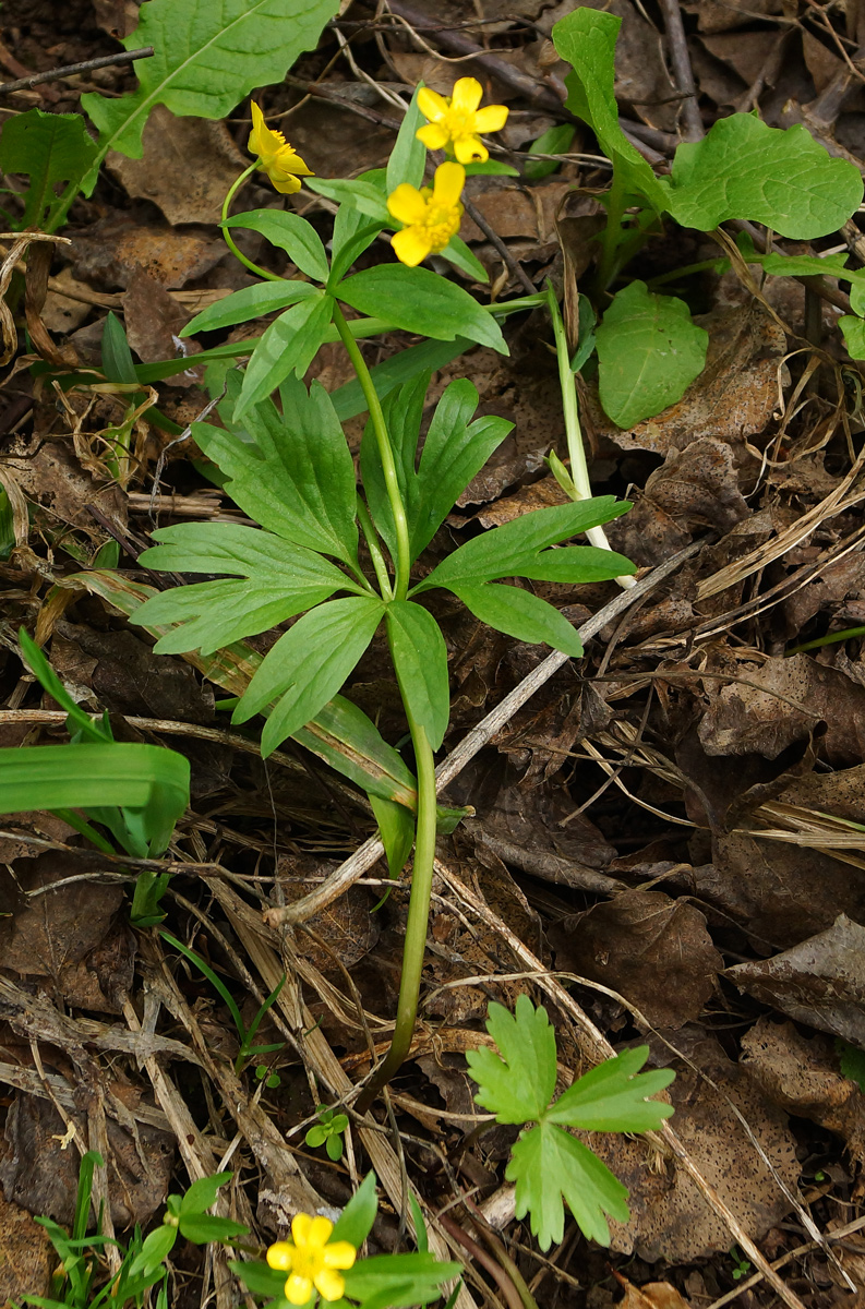 Image of genus Ranunculus specimen.