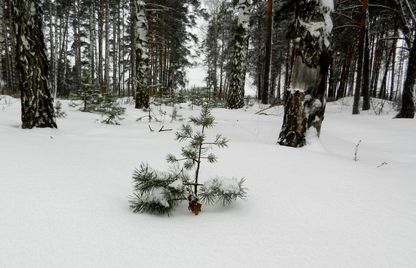 Image of Pinus sylvestris specimen.