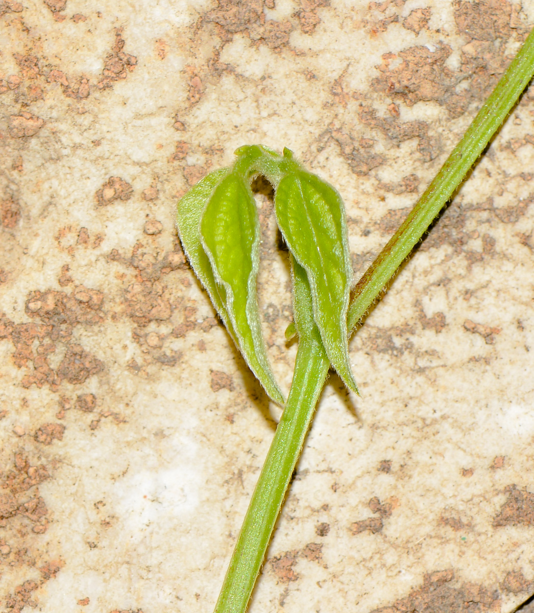 Image of Vigna speciosa specimen.