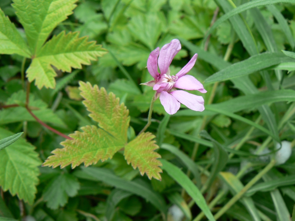 Изображение особи Rubus arcticus.