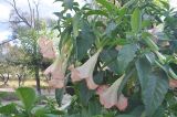 род Brugmansia. Часть ветви с цветками. Китай, Юньнань, окраина пос. Шаси (Shaxi 沙溪). 25 октября 2016 г.