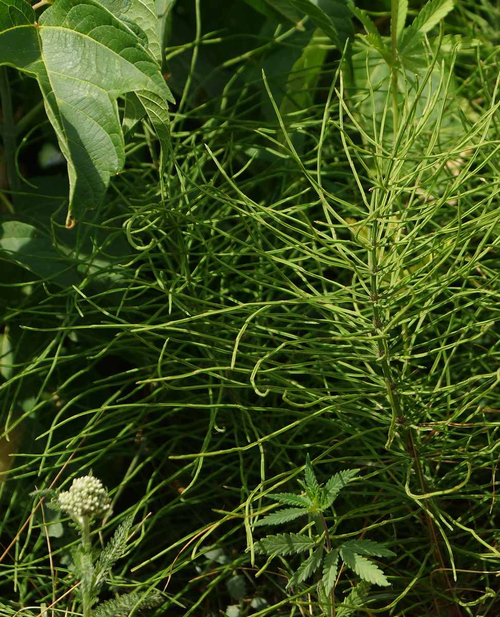 Image of Equisetum arvense specimen.